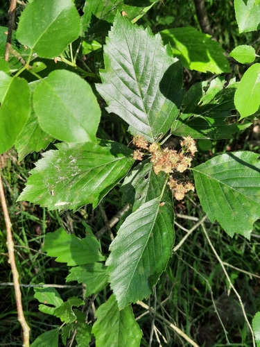 Karpatiosorbus badensis