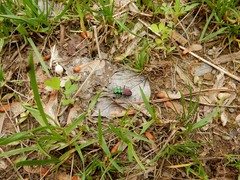 Cicindela splendida