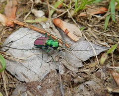Cicindela splendida