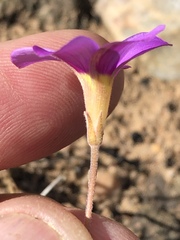 Oxalis ciliaris