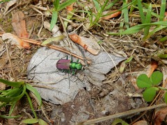 Cicindela splendida