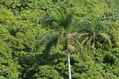 Roystonea borinquena