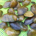 River Mussels - Photo (c) Tim Lane, some rights reserved (CC BY-NC-ND)