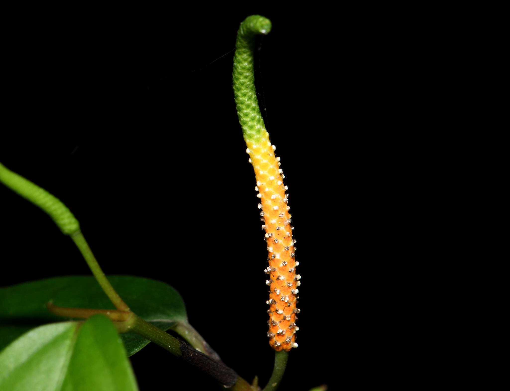 pepper plant family (Family Piperaceae) · iNaturalist