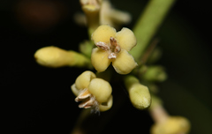 Diplospora dubia