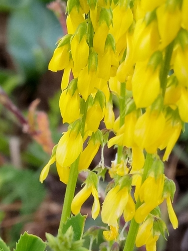 Image of Corn Melilot (Melilotus segetalis) by (c) Karim Haddad, some rights reserved (CC BY)