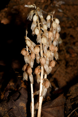 Epipogium roseum