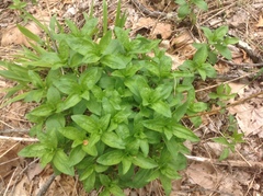 Saponaria officinalis