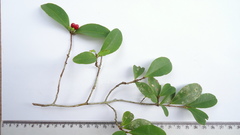 Erythroxylum mikanii