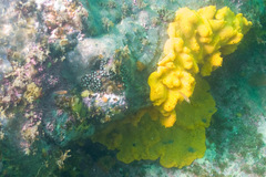 Halichondria panicea