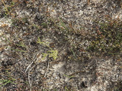 Lampranthus debilis