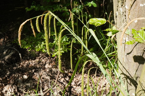 Carex agastachys (Carex agastachys)
