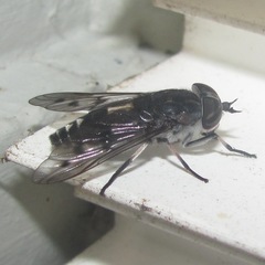 Poeciloderas quadripunctatus