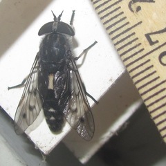 Poeciloderas quadripunctatus