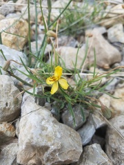 Senna pumilio
