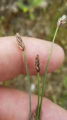 Eleocharis acutisquamata
