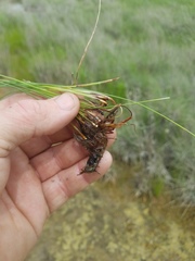 Eleocharis acutisquamata