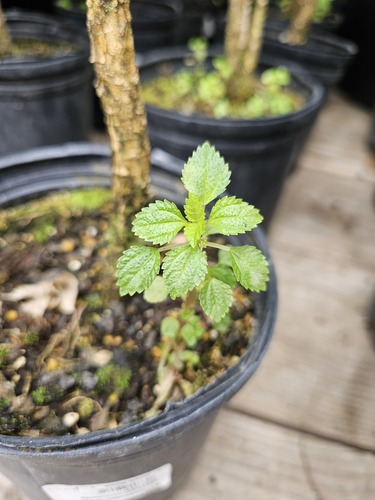 Pilea hyalina, 2024-04-24