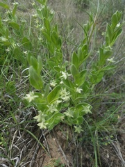 Ditaxis aphoroides
