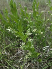 Ditaxis aphoroides