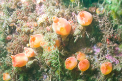 Halocynthia pyriformis