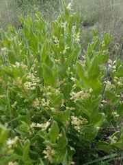Ditaxis aphoroides
