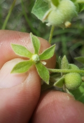 Ditaxis aphoroides