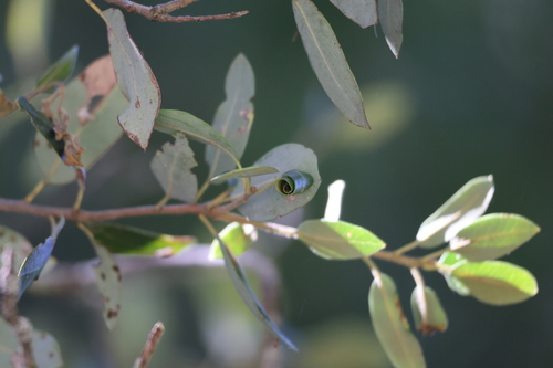 iNaturalist observation photo of Insects