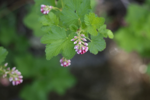 iNaturalist observation photo of mountain pink currant