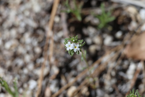 iNaturalist observation photo of Mountain Red-root Cryptantha