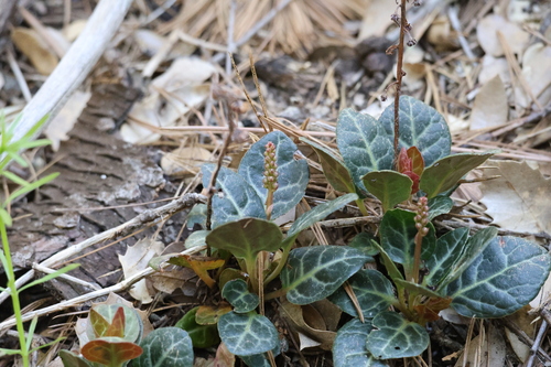 iNaturalist observation photo of white-veined wintergreen