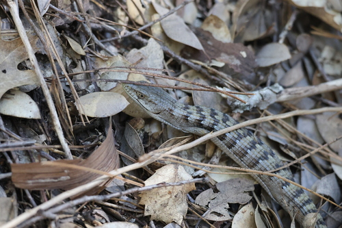 iNaturalist observation photo of Southern Alligator Lizard