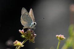 Tharsalea xanthoides