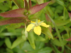 Lysimachia tonsa