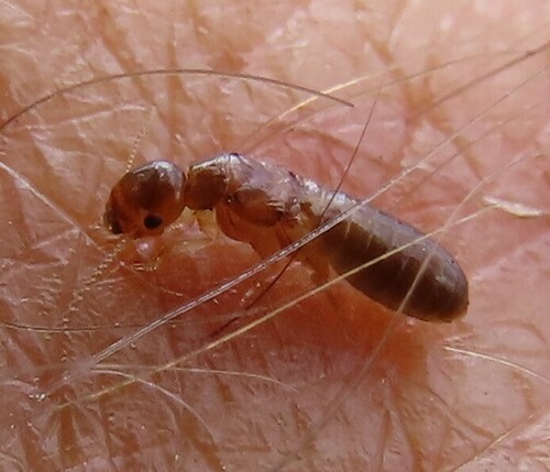 Drywood termite