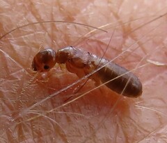West Indian Drywood Termite