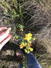 Hypericum myrtifolium