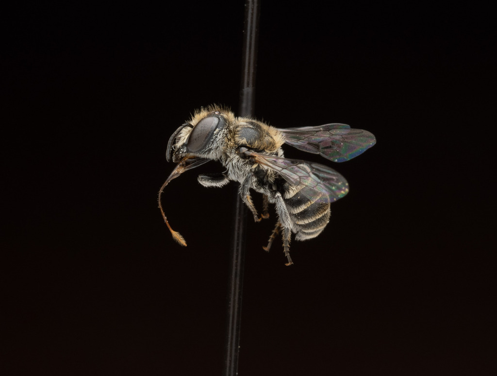 Ashmeadiella foxiella