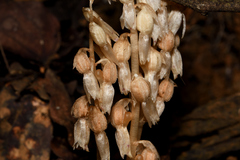 Epipogium roseum