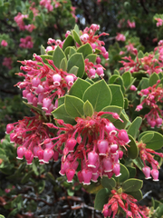 Arctostaphylos pringlei drupacea