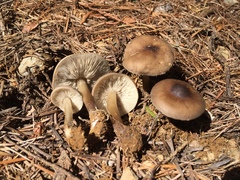 Melanoleuca angelesiana