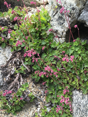 Heuchera hirsutissima