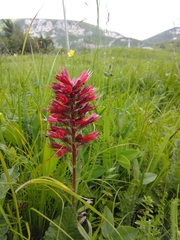 Pontechium maculatum