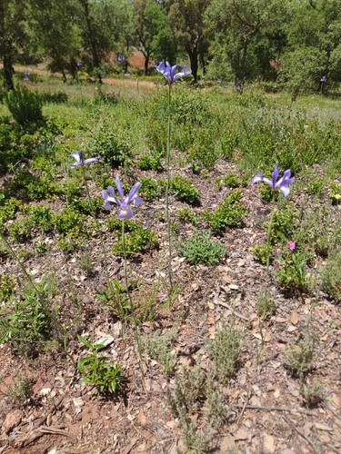Image of Iris xiphium by (c) Santiago Martín-Bravo, some rights reserved (CC BY)