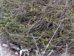 Marasmodes trifida