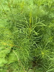 Coreopsis verticillata