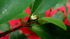 Erythroxylum mikanii