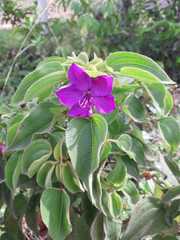 Rhynchanthera grandiflora