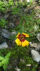 Coreopsis basalis