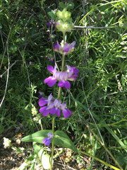 Collinsia